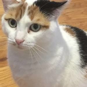 Meet your Posher, Harriet